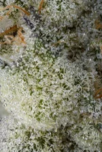 University | OG Kush | THCA Indoor Flower | 3.5g - Image 3