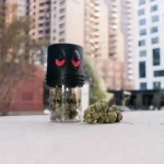 University | Pink Zaburst Runtz | THCA Indoor Flower | 3.5g - Image 6